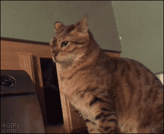 c62ab65a7d68c3d205bef9819245fd0e_1728191968_5144.gif